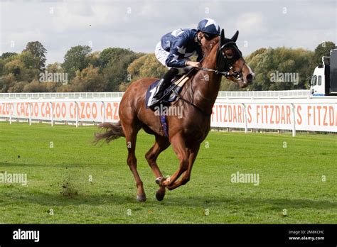 horse racing market movers|At The Races .